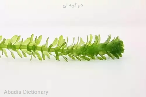 دم گربه ای